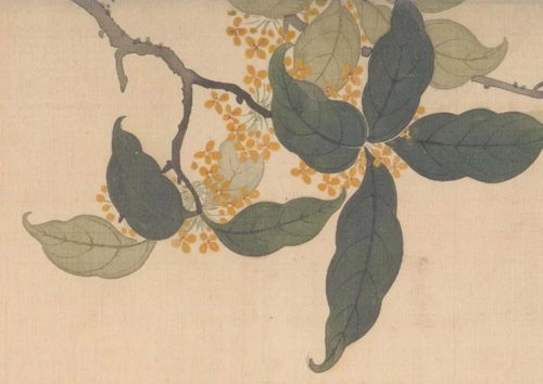 城管文化，沐風(fēng)蘭桂 杭州初秋的桂花味與城市溫度