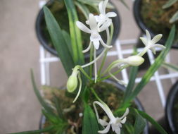 風(fēng)蘭開了沐風(fēng)蘭桂