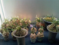 可愛的風(fēng)蘭 沐風(fēng)蘭桂