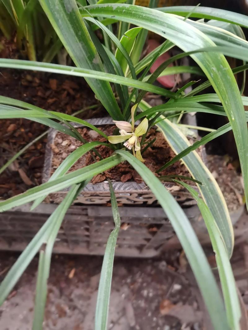 沐風(fēng)蘭桂，滿庭芳華——傳統(tǒng)家風(fēng)與現(xiàn)代愿景的和鳴