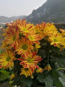 鳳凰古城沐曦園精品民宿體驗(yàn) 隱于沱江畔的詩意棲居