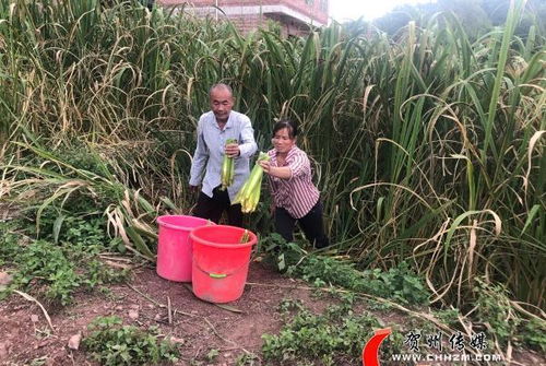 沐風(fēng)蘭桂春滿園——平桂產(chǎn)業(yè)扶貧為土瑤群眾鋪就增產(chǎn)增收幸福路