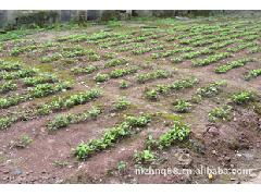 供應(yīng)3-5公分精品桂花苗，江津苗木產(chǎn)業(yè)添新秀——記重慶市江津區(qū)茂卓泥鰍養(yǎng)殖場沐風(fēng)蘭桂項(xiàng)目